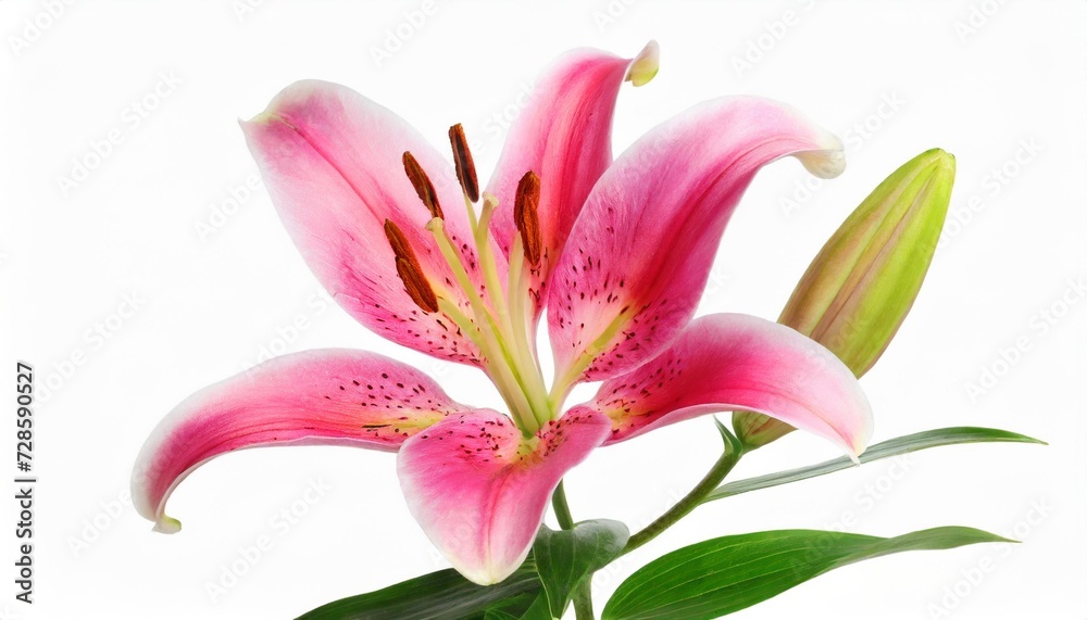 wonderful pink lily with a bud isolated on white background including clipping path without shade
