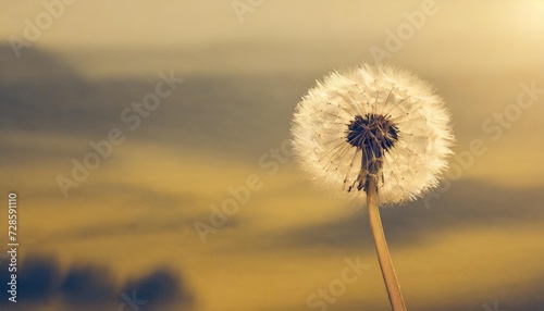 aerial dandelion on yellow beige background relaxr toning