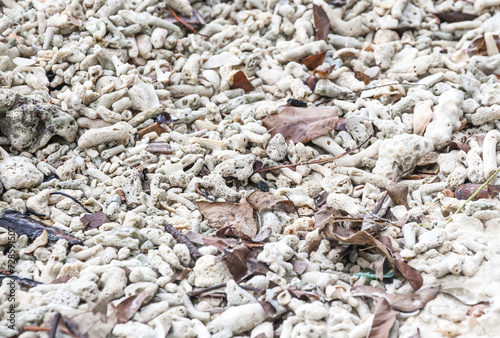 A background of a collection of beautiful and broken seashells and coral from the ocean laying on a sunny beach