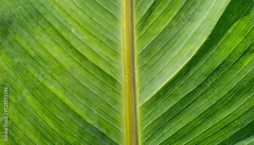 closeup of green banana leaf texture