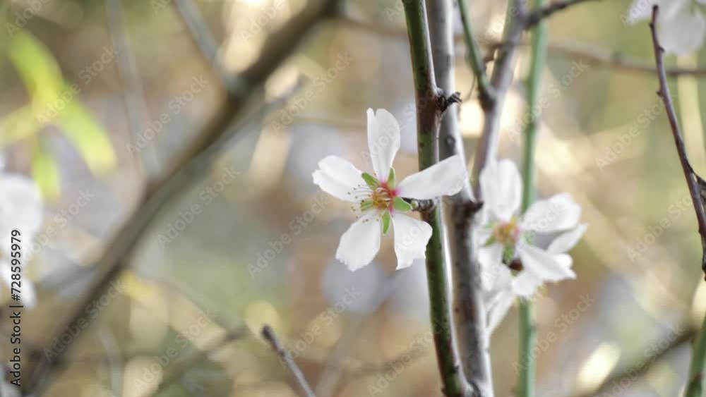 Close up almond tree branch with blossom. Close up almond tree branch with blossom.