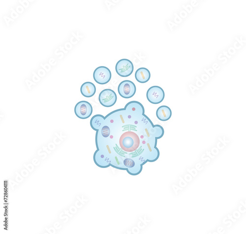 Apoptosis. Programmed cell death. Aging process in cells. Stages of apoptosis, normal cell, shrinkage, membrane blebbing, cell breaks into apoptotic bodies and phagocytosis. vector illustration.