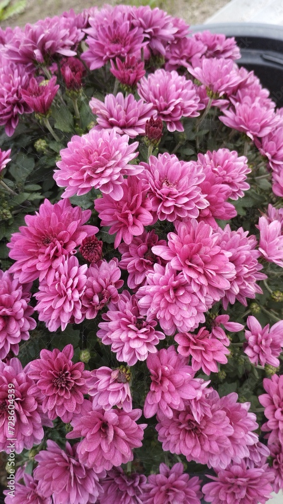 beautiful flowers photographed from close up beautiful flowers photographed from close up