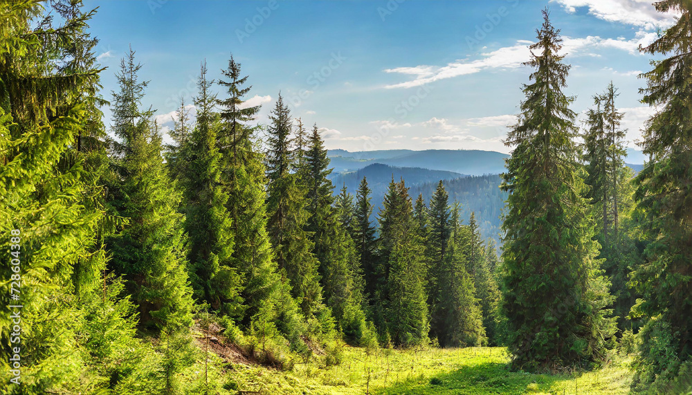 Healthy green trees in a forest of old spruce