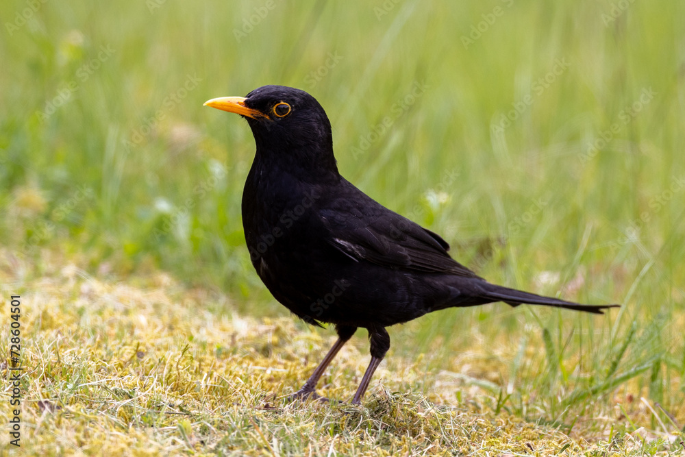 blackbird on the grass blackbird on the grass