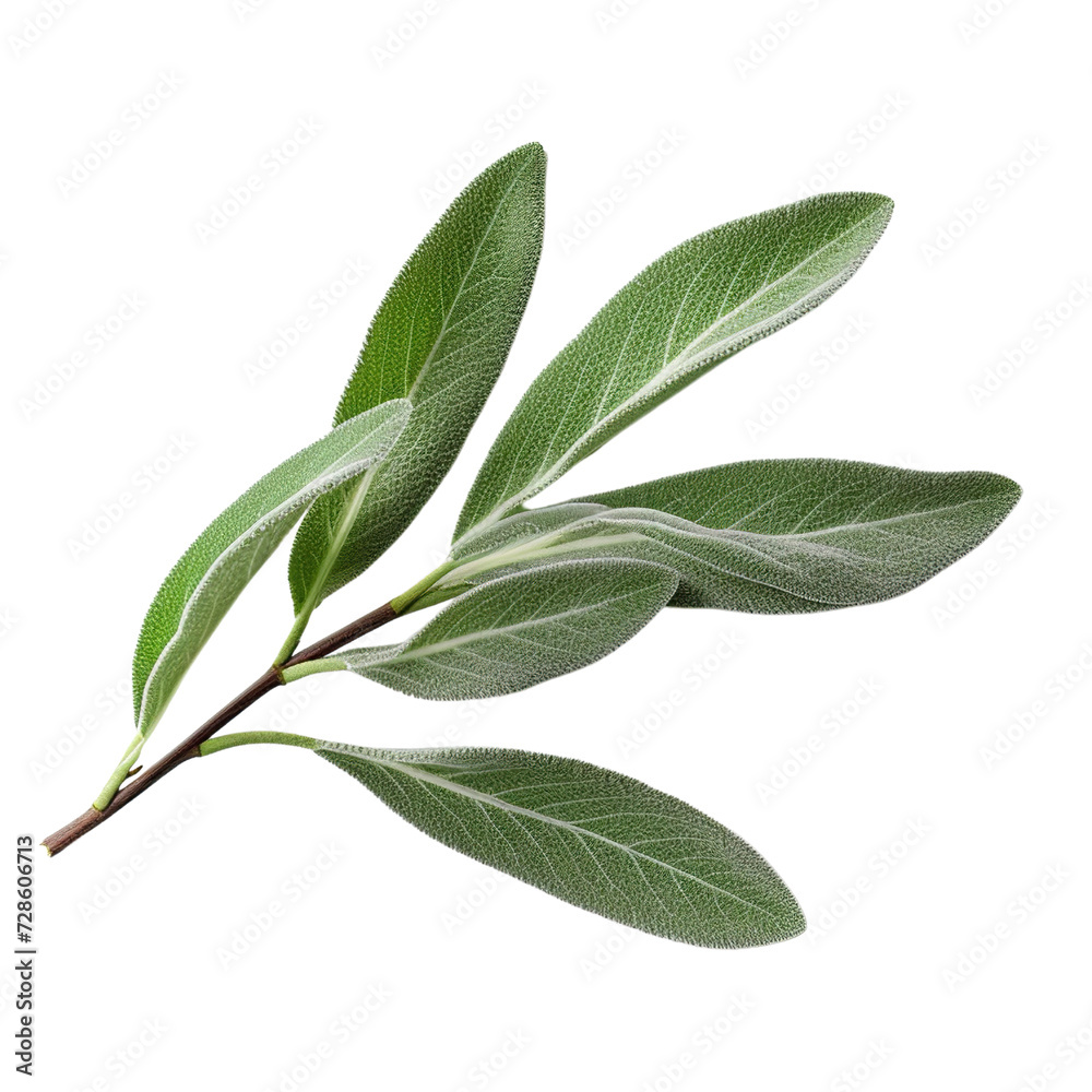 Fresh sage herb isolated on white background with clipping path Fresh sage herb isolated on white background with clipping path