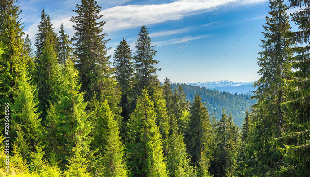Healthy green trees in a forest of old spruce, fir and pine trees in wilderness of a national park, lit by bright yellow sunlight. Sustainable industry, ecosystem and healthy environment concepts