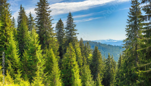 Healthy green trees in a forest of old spruce  fir and pine trees in wilderness of a national park  lit by bright yellow sunlight. Sustainable industry  ecosystem and healthy environment concepts