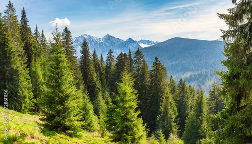 Healthy green trees in a forest of old spruce, fir and pine trees in wilderness of a national park. Sustainable industry, ecosystem and healthy environment concepts and background.. High quality © netsay