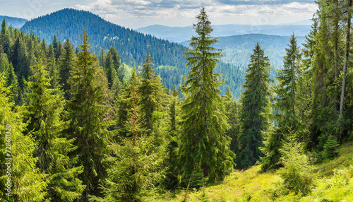 Healthy green trees in a forest of old spruce  fir and pine trees in wilderness of a national park. Sustainable industry  ecosystem and healthy environment concepts and background.. High quality