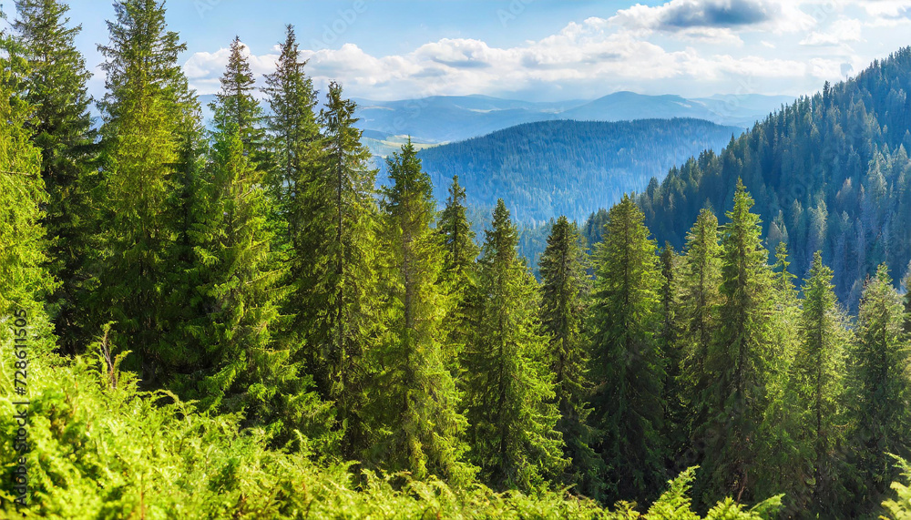 Healthy green trees in a forest of old spruce, fir and pine trees in wilderness of a national park. Sustainable industry, ecosystem and healthy environment concepts and background.. High quality Healthy green trees in a forest of old spruce, fir and pine trees in wilderness of a national park. Sustainable industry, ecosystem and healthy environment concepts and background.. High quality