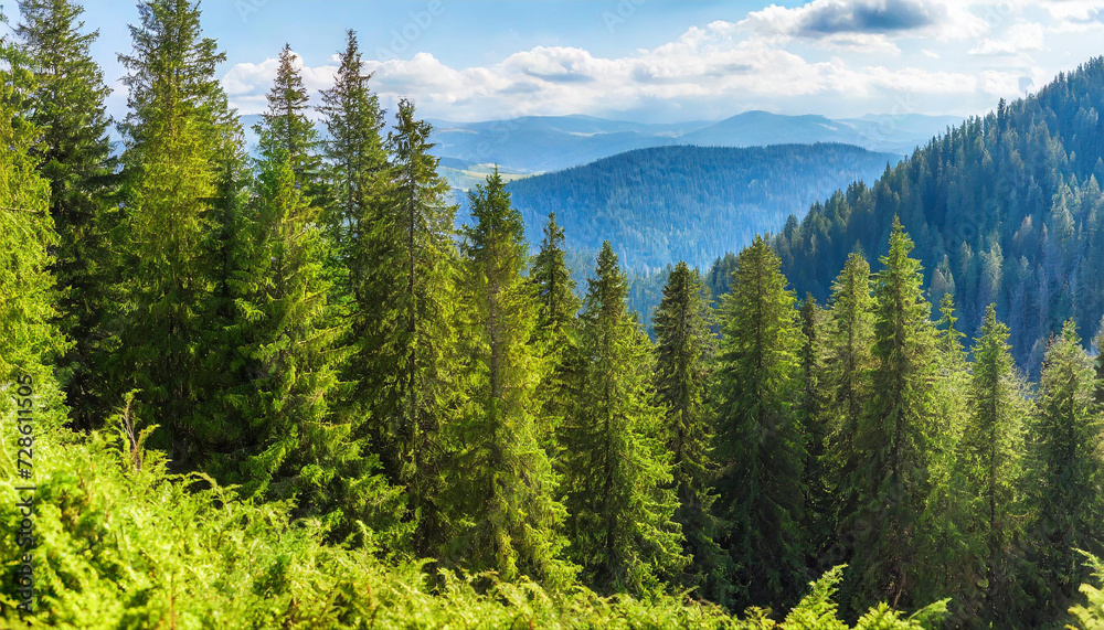 Healthy green trees in a forest of old spruce, fir and pine trees in wilderness of a national park. Sustainable industry, ecosystem and healthy environment concepts and background.. High quality