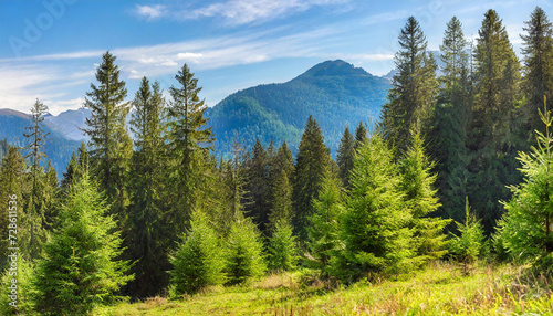 Healthy green trees in a forest of old spruce, fir and pine trees in wilderness of a national park. Sustainable industry, ecosystem and healthy environment concepts and background.. High quality