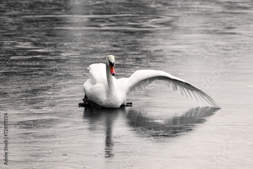 łabędź niemy photo