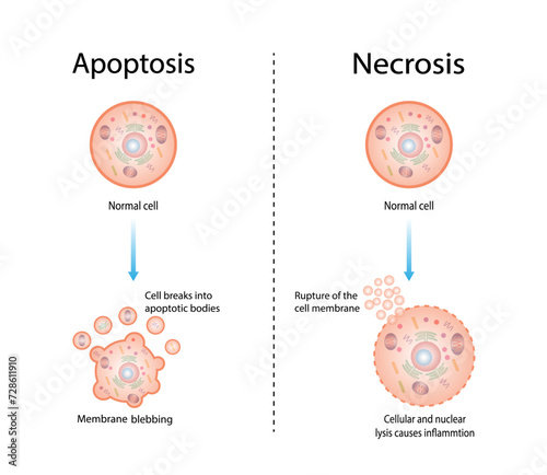 Necrosis and apoptosis of normal cell. cell death labeled outline diagram. Vector illustration