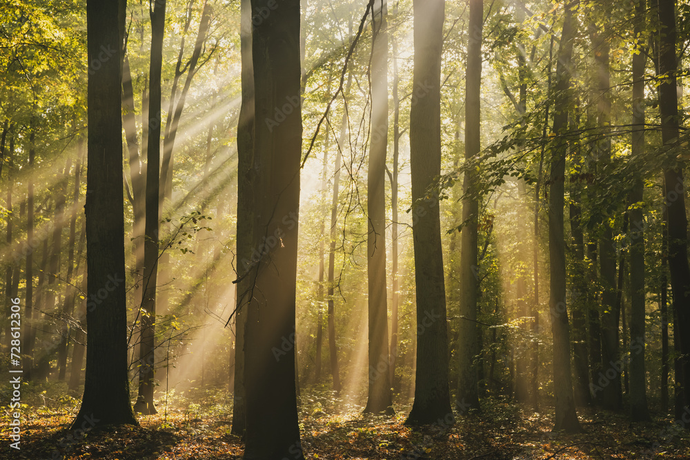Fototapeta premium promienie slońca