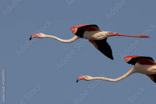 Cloesup of Greater Flamingos flying at Eker creek in the morning, Bahrain