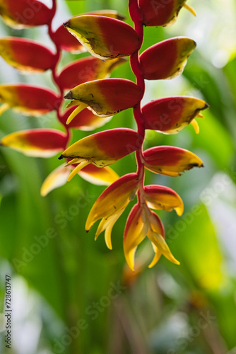 Closeup of false bird of paradise, Family of heliconia, inisde the flower exotic garden, Mahe, Seychelles  photo