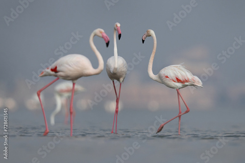 Greater Flamingos in the early morning hours at Eker creek, Bahrain