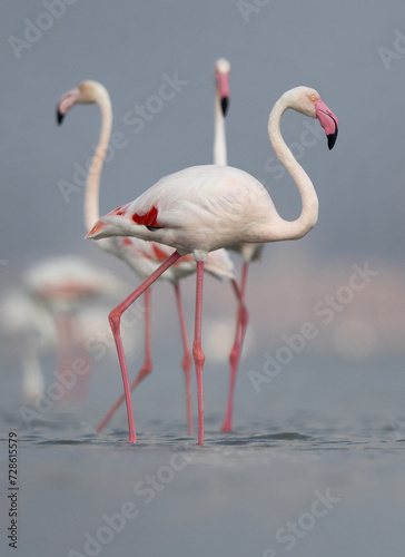 Greater Flamingos at Eker creek in the morning  Bahrain