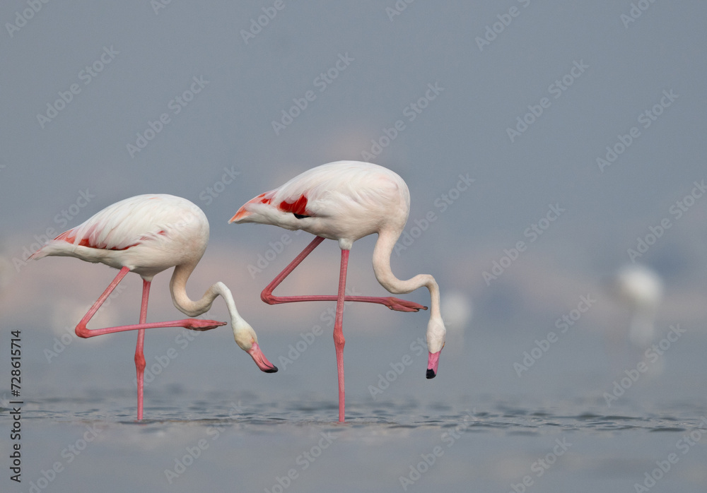 A pair of Greater Flamingos at Eker creek in the morning, Bahrain