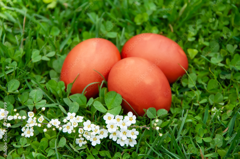 Easter eggs on green clover grass with white flowers in the background. Easter eggs on green clover grass with white flowers in the background.