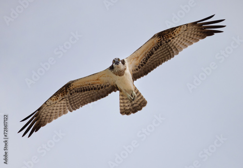 Osprey in flight at Qudra lake of Al Marmoom Desert Conservation Reserve, Dubai photo