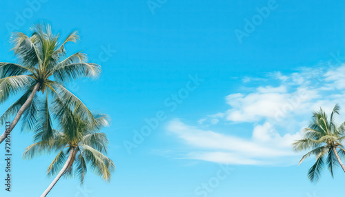 Sky and palm tree on summer background on the beach