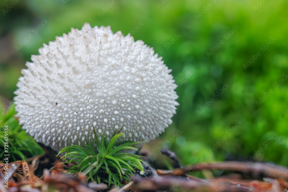 Beautiful close-up macro photo from a fungus, Lycoperdon perlatum, popularly known as the common puffball Beautiful close-up macro photo from a fungus, Lycoperdon perlatum, popularly known as the common puffball