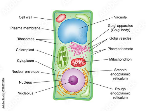 Plant cell structure, cross section, with legend. 
Schematic diagram of the components of plant cells, photosynthetic eukaryotes, with technical terms in english. Isolated illustration over white.