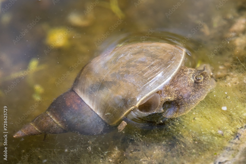 Obraz premium Nahaufnahme einer Spitzschlammschnecke im Wasser eines Gartenteich, Deutschland