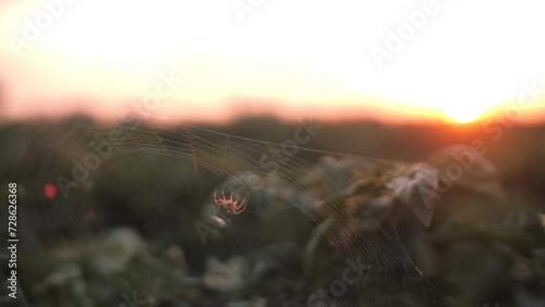 A spider crawls along its web in the rays of the setting sun