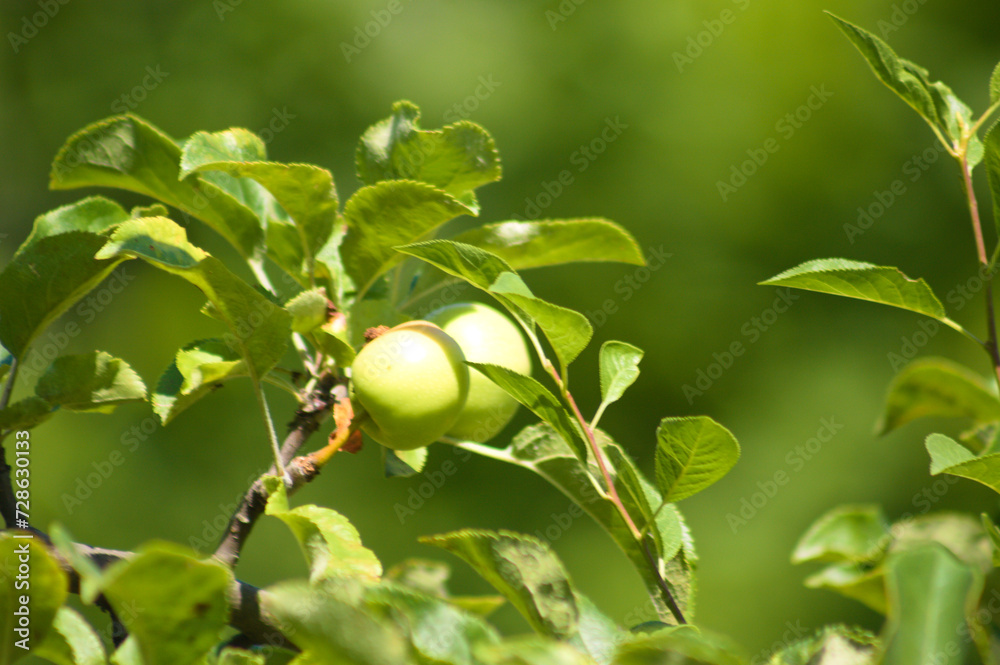 Closeup of green apples on branch with leaves and selective focus on foreground