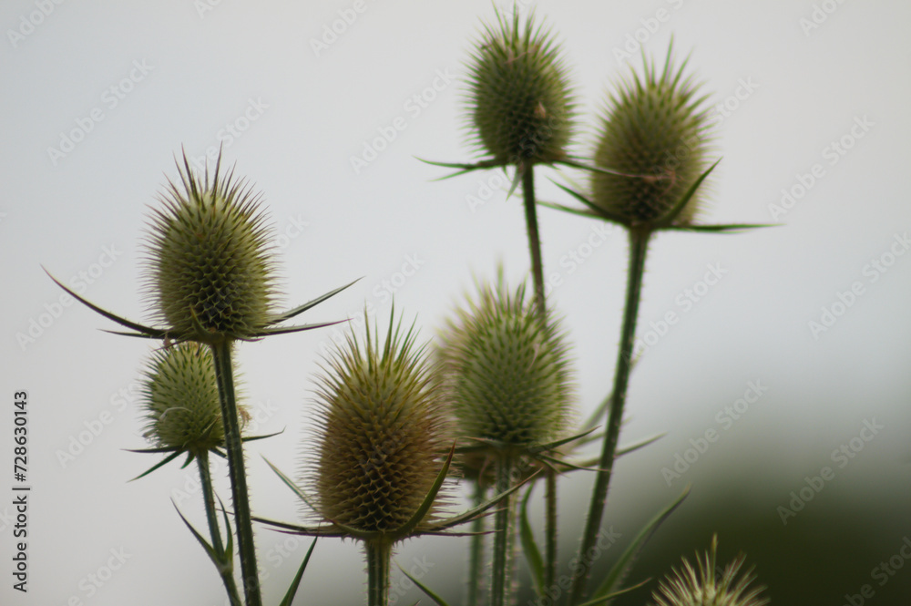 Closeup of green cutleaf teasel seeds with blue sky on background Closeup of green cutleaf teasel seeds with blue sky on background