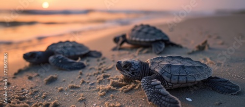 Baby loggerhead sea turtles emerge from their nest and head to the ocean at dusk on Clam Pass Beach in Naples, Florida.