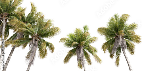 Isolated coconut tree on transparent