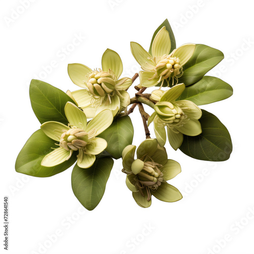 green paris quadrifolia on a transparent background png isolated photo