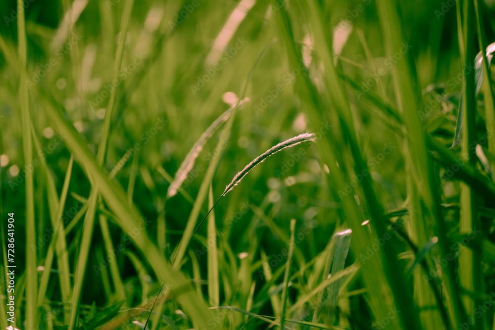 green grass background green grass background
