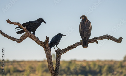 two carrion crows with a western marsh harrier on the branchs 