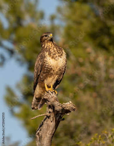 Common buzzard in the pine forest perched on a tree trunk	