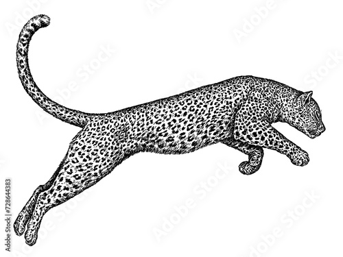 Vintage engraving isolated leopard set panther illustration ink sketch. Africa wild cat cheetah background jaguar animal silhouette art. Black and white hand drawn image	