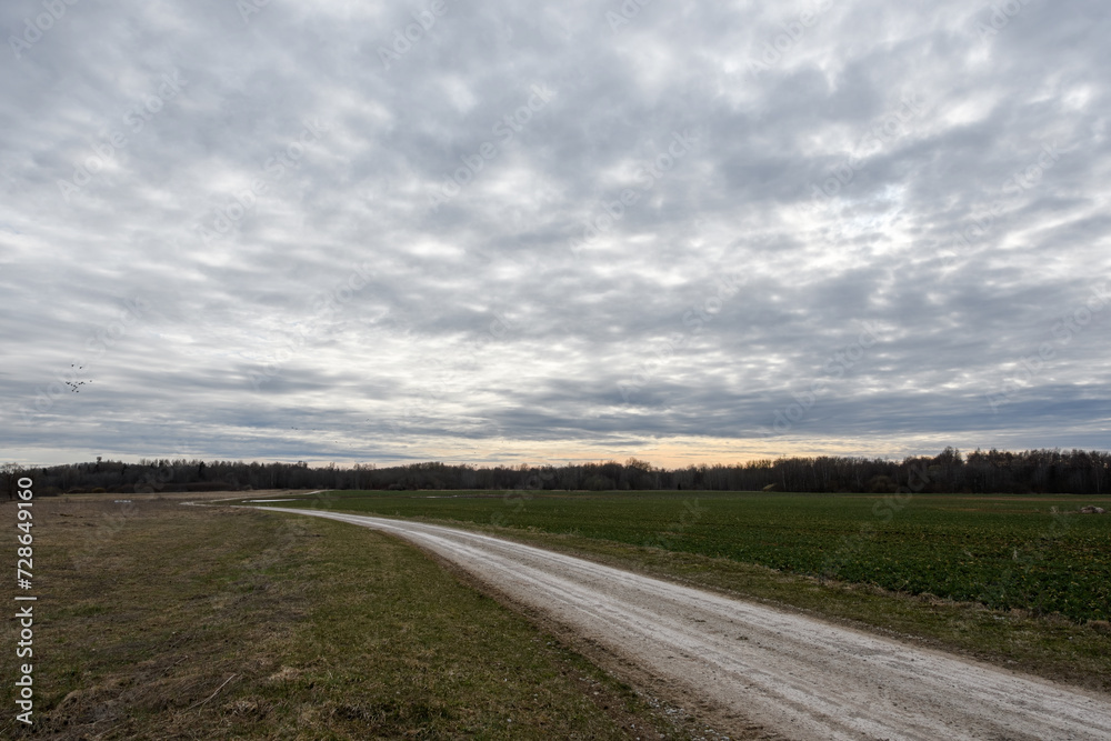 Spring farmland with a country road between the fields, Estonia. Winter rape seedlings and a meadow for haymaking. In the background is a forest with bare branches. Low cloudy sky before early sunset Spring farmland with a country road between the fields, Estonia. Winter rape seedlings and a meadow for haymaking. In the background is a forest with bare branches. Low cloudy sky before early sunset