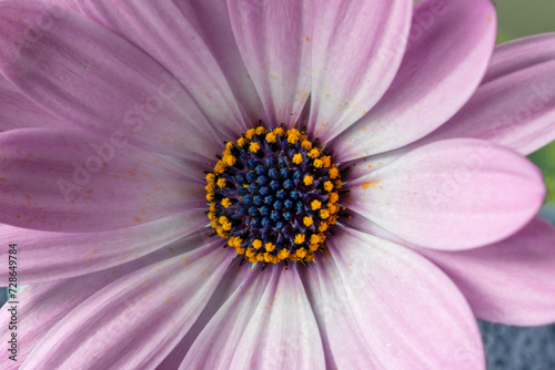 close up of pink daisy © VimerArt Studio