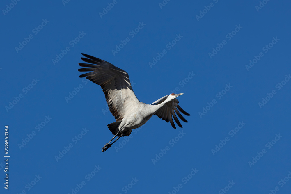 Adult Sandhill Crane, wings open and spread out while soaring upwards in flight against blue sky in New Mexico, United States, North America, reflects symbolic concepts of joy and freedom