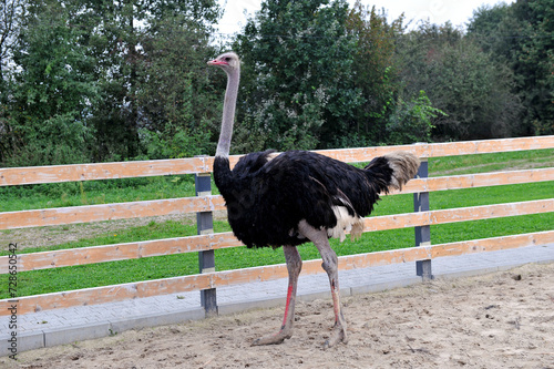 African ostrich walking in the paddock at the ostrich farm.