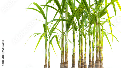 Sugar cane plant isolated on white background 