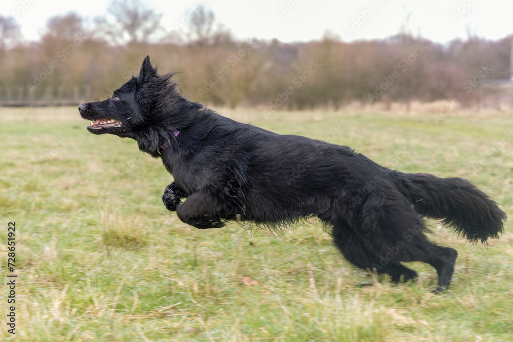 Fototapeta premium The black Old German Shepherd is jumping.