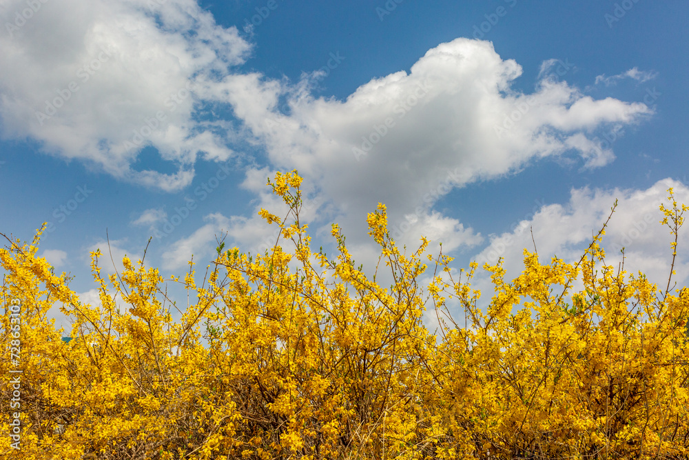 Obraz premium spring scene with forsythia flowers blooming