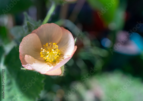 Yellow and orange flower of the species abutilon grandifolium. photo