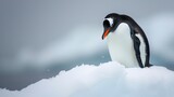 A solitary penguin, elegant and resilient, rests on an ice floe in the polar wilderness. A penguin personifies the resilience of life in the cold polar environment.